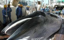 Baleine: le plan de chasse "scientifique" du Japon contesté par la Commission baleinière