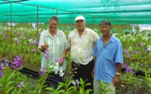 Frédéric Riveta visite plusieurs sites agricoles sur le plateau de Taravao