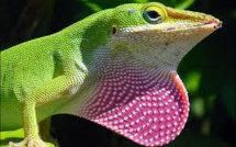 Trois nouvelles espèces de "mini-dragons" découvertes dans les Andes