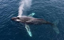 Une baleine grise bat le record de migration