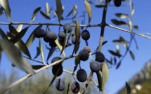 Face à la fastidiosa "tueuse" d'oliviers, la France fait cavalier seul en Europe