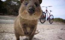 Australie: deux touristes français condamnés pour avoir mis le feu à un marsupial