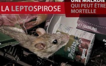 Leptospirose : déjà 60 cas depuis le début de l'année