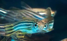 Des poissons-zèbres pour détecter les toxines, Grand Prix du salon des inventions de Genève