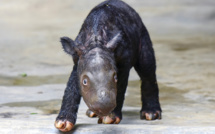 Indonésie: naissance d'un rhinocéros de Sumatra, espèce menacée d'extinction