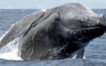 La plupart des baleines à bosse plus en danger d'extinction, selon les Etats-Unis
