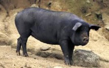 Tuerie autour d’un cochon en PNG : dix morts