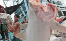 Pêche illicite: la Thaïlande pourrait perdre 1 milliard de dollars en cas de sanctions de l'UE