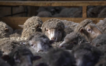 En Nouvelle-Zélande, ambiance zen pour des moutons ultra-choyés