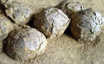 Chine: des dizaines d'oeufs de dinosaures retrouvés sur un chantier