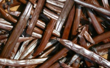 Le conservatoire de vanilliers polynésiens obtient un label du Centre de Ressources Biologiques