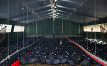 Grippe aviaire: le niveau de risque relevé "à son maximum" en France