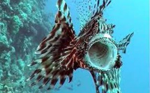 Première rascasse volante, espèce envahissante, découverte au large du Brésil