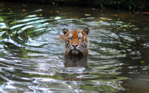 Malaisie: les tigres traqués et déplacés après des attaques mortelles