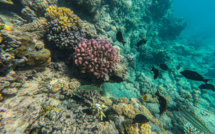Le réchauffement climatique, "un stress sur les écosystèmes marins", pointe un océanographe