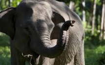 Doux séjour à Niue pour un éléphanteau en transit