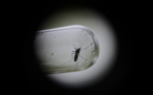 Chikungunya : des douleurs au-delà de trois mois