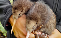 Nouvelle-Zélande: des magasins retirent des jouets pour chiens en forme d'oiseau kiwi après des protestations