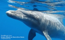 Luna aurait pu être sauvée avec des antibiotiques