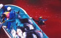 Chasse au dauphin: le Japon choqué par une sanction de l'Association mondiale des zoos et aquariums