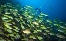 Aire marine protégée des Marquises : la démarche de concertation se poursuit