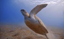 Une espèce animale sur six menacée par le réchauffement climatique