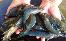 300 kg de crevettes bleues volées à Mitirapa