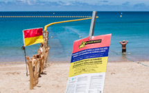 En Nouvelle-Calédonie, les campagnes d'abattage de requins interdites par la justice