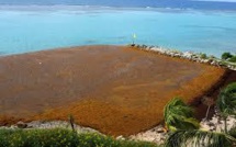 Guadeloupe : mobilisation contre l’invasion des algues sargasses