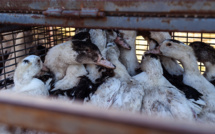 Premier foyer de grippe aviaire détecté dans un élevage de Vendée