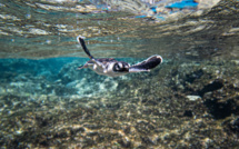 Te mana o te moana, ange gardien des tortues marines et de leur sanctuaire à Tetiaroa