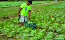 Une loi pour “augmenter les surfaces agricoles”