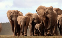 Le Kenya se dote d'un labo médico-légal pour lutter contre le braconnage