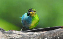 Moitié femelle, moitié mâle, un rare oiseau observé en Colombie
