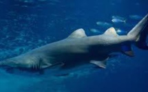 Nouvelle-Calédonie: un nageur tué par un requin