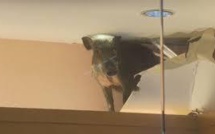 Un sanglier sème la panique dans la jungle urbaine de Hong Kong