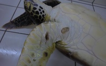 Une nouvelle tortue blessée à Moorea