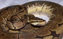 Mais à qui appartient cette mue de python de 4 mètres découverte en Ardèche ?