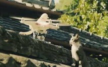 Un drone pour dénicher les oeufs de goélands sur les toits de Trouville