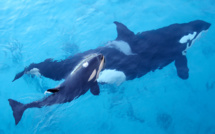 La justice ordonne le maintien temporaire des orques au Marineland d'Antibes