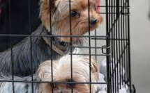 Indésirables, les chiens de Johnny Depp vont quitter l'Australie comme ils étaient venus: en jet privé