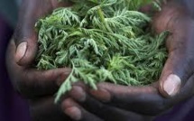 Une plante chinoise, espoir contre la malaria en Afrique