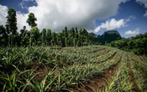 Avis “réservé” du Cesec sur le projet de loi d'aménagement de terres agricoles