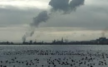 Mort mystérieuse de plus de 1.300 oiseaux retrouvés sur une plage chilienne