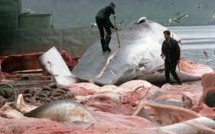 Protestations contre une cargaison de viande de baleine prête à quitter l'Islande