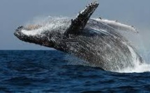 Japon: la chasse "scientifique" à la baleine sous le microscope