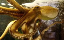 Le poulpe, source d'inspiration pour un futur robot médical