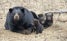 L'ours noir de Louisiane n'est plus en danger d'extinction