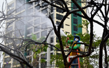 Equateur : à Guayaquil, le poux de plantes dévore les vieux arbres