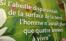 Abeilles: la Commission braque les microscopes sur trois pesticides controversés